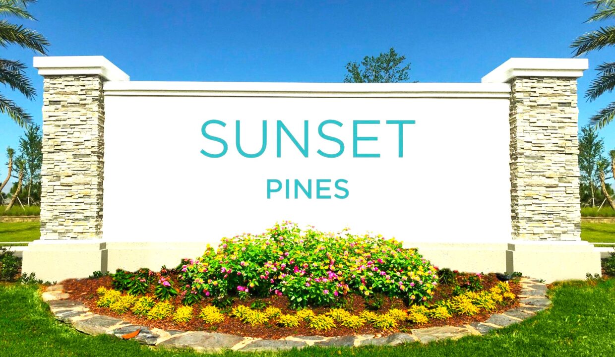sunset pines2